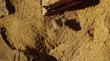 Taş duvarda küçük bir böcek yuvası