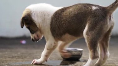 Çelik bir kutuyu yemeye çalışan sevimli beyaz köpek. Beyaz bir köpek, Hindistan 'da çelik bir kutuyla dövüşüyor.. 