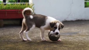 Çelik bir kutuyu yemeye çalışan sevimli beyaz köpek. Beyaz bir köpek, Hindistan 'da çelik bir kutuyla dövüşüyor.. 