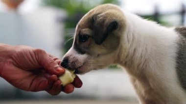 Oyuncu küçük köpek Welsh corgi Kafkas kadın idarecisi doğada meyve yiyor yaramaz yavru köpekleri ısırıyor elmalı köpek maması yiyor eğlenceli en iyi arkadaşlar
