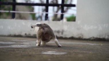 Çelik bir kutuyu yemeye çalışan sevimli beyaz köpek. Beyaz bir köpek, Hindistan 'da çelik bir kutuyla dövüşüyor.. 