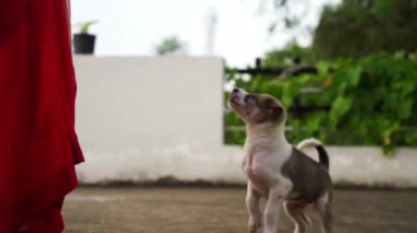 Evde köpek maması tutan bir ele doğru atlayan şirin küçük bir köpek. Küçük köpek sabırsızlıkla küçük bir ziyafet yemeye çalışıyor. Yukarı bakıyor ve heyecanlanıyor. Evde ya da dairede havaya zıplıyor.