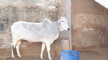 Gaumata beyaz Hintli İnek oturuyor ve yemeğin tadını çıkarıyor. Açık ağızla dinleniyor. Hint Hayvanları aktivitesi.