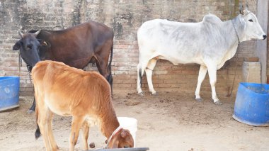 Hindistan inekleri tarım alanında toplanıyor.