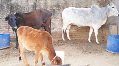 Hindistan inekleri tarım alanında toplanıyor.