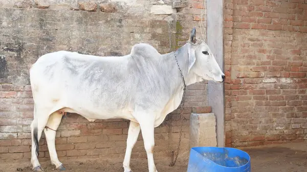 Gaumata beyaz Hintli İnek oturuyor ve yemeğin tadını çıkarıyor. Açık ağızla dinleniyor. Hint Hayvanları aktivitesi.