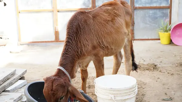 Kuru ot yiyen inek yavrusu, Brahman buzağıları, kahverengi buzağılar, inekler, gençler, tek bir Hintli inek çobanın içinde yürüyorlar.