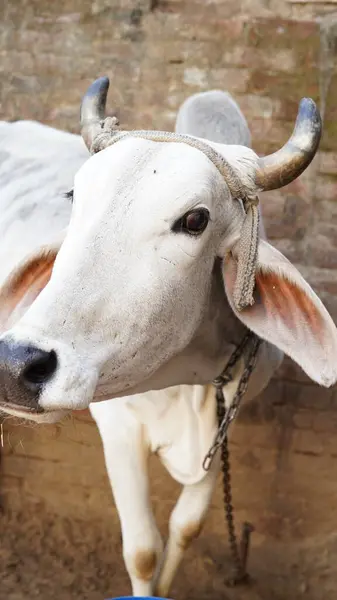 Gaumata beyaz Hintli İnek oturuyor ve yemeğin tadını çıkarıyor. Açık ağızla dinleniyor. Hint Hayvanları aktivitesi.