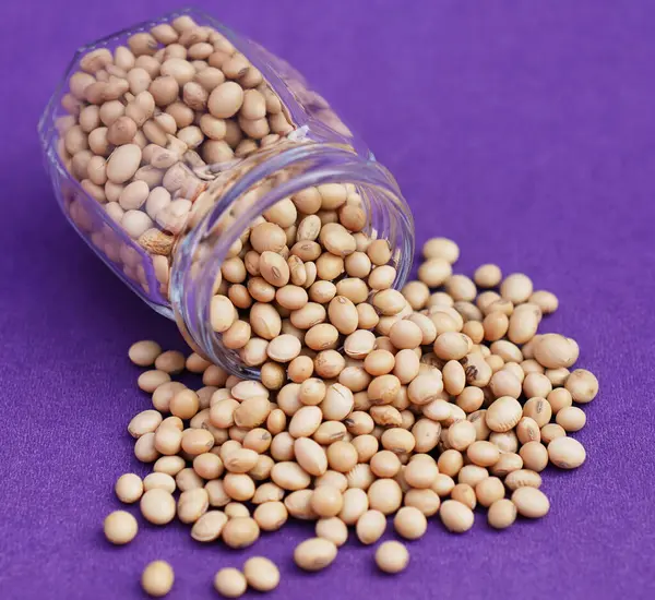 Kurutulmuş soya fasulyesi mor arka planda izole edilmiş.