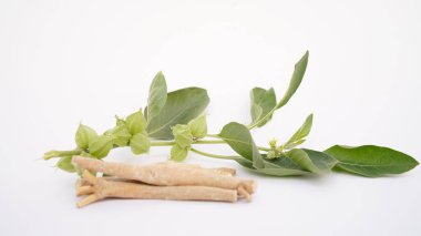 Ashwagandha Kuru Kök Şifalı Bitki ve Taze Yapraklar, Withania Somnifera, Ashwagandha, Indian Ginseng, Poison Gooseberry, veya Winter Cherry olarak da bilinir..