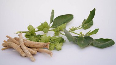 Ashwagandha Kuru Kök Şifalı Bitki ve Taze Yapraklar, Withania Somnifera, Ashwagandha, Indian Ginseng, Poison Gooseberry, veya Winter Cherry olarak da bilinir..