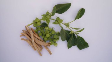 Ashwagandha Kuru Kök Şifalı Bitki ve Taze Yapraklar, Withania Somnifera, Ashwagandha, Indian Ginseng, Poison Gooseberry, veya Winter Cherry olarak da bilinir..