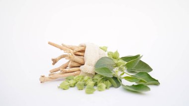 Ashwagandha Kuru Kök Şifalı Bitki ve Taze Yapraklar, Withania Somnifera, Ashwagandha, Indian Ginseng, Poison Gooseberry, veya Winter Cherry olarak da bilinir..