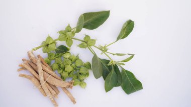 Ashwagandha Kuru Kök Şifalı Bitki ve Taze Yapraklar, Withania Somnifera, Ashwagandha, Indian Ginseng, Poison Gooseberry, veya Winter Cherry olarak da bilinir..