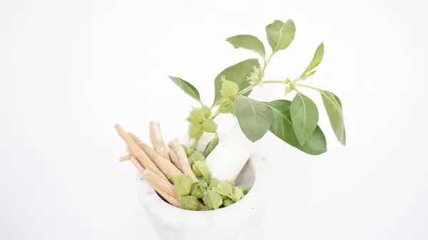 Ashwagandha Kuru Kök Şifalı Bitki ve Taze Yapraklar, Withania Somnifera, Ashwagandha, Indian Ginseng, Poison Gooseberry, veya Winter Cherry olarak da bilinir..