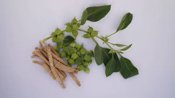 Ashwagandha Kuru Kök Şifalı Bitki ve Taze Yapraklar, Withania Somnifera, Ashwagandha, Indian Ginseng, Poison Gooseberry, veya Winter Cherry olarak da bilinir..