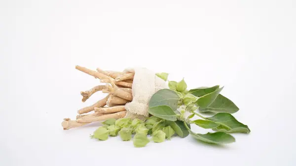 Ashwagandha Kuru Kök Şifalı Bitki ve Taze Yapraklar, Withania Somnifera, Ashwagandha, Indian Ginseng, Poison Gooseberry, veya Winter Cherry olarak da bilinir..