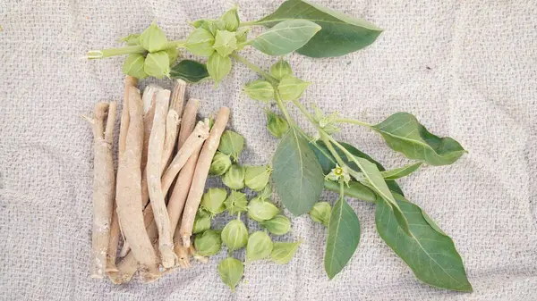 Ashwagandha Kuru Kök Şifalı Bitki ve Taze Yapraklar, Withania Somnifera, Ashwagandha, Indian Ginseng, Poison Gooseberry, veya Winter Cherry olarak da bilinir..