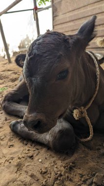 Diğer ineklerle çevrili bir yerde duran yavru bir inek..