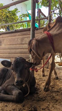 Diğer ineklerle çevrili bir yerde duran yavru bir inek..