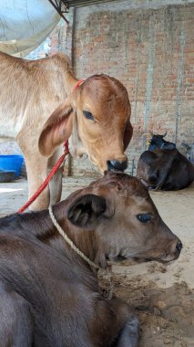 Diğer ineklerle çevrili bir yerde duran yavru bir inek..