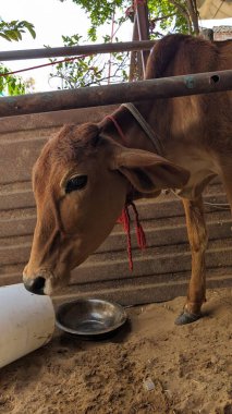 Diğer ineklerle çevrili bir yerde duran yavru bir inek..