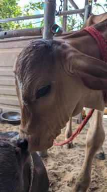 Diğer ineklerle çevrili bir yerde duran yavru bir inek..