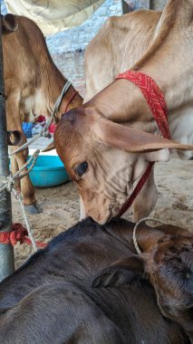 Diğer ineklerle çevrili bir yerde duran yavru bir inek..