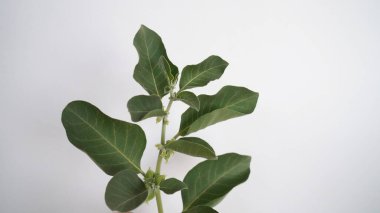 Ashwagandha Kuru Kök Şifalı Bitki ve Taze Yapraklar, Withania Somnifera, Ashwagandha, Indian Ginseng, Poison Gooseberry, veya Winter Cherry olarak da bilinir..