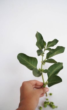 Ashwagandha Kuru Kök Şifalı Bitki ve Taze Yapraklar, Withania Somnifera, Ashwagandha, Indian Ginseng, Poison Gooseberry, veya Winter Cherry olarak da bilinir..