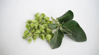 Ashwagandha Kuru Kök Şifalı Bitki ve Taze Yapraklar, Withania Somnifera, Ashwagandha, Indian Ginseng, Poison Gooseberry, veya Winter Cherry olarak da bilinir..