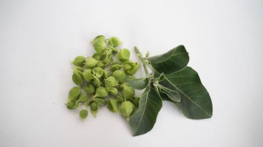 Ashwagandha Kuru Kök Şifalı Bitki ve Taze Yapraklar, Withania Somnifera, Ashwagandha, Indian Ginseng, Poison Gooseberry, veya Winter Cherry olarak da bilinir..