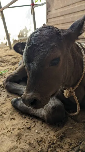 Diğer ineklerle çevrili bir yerde duran yavru bir inek..