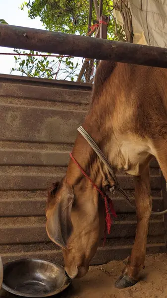 Diğer ineklerle çevrili bir yerde duran yavru bir inek..