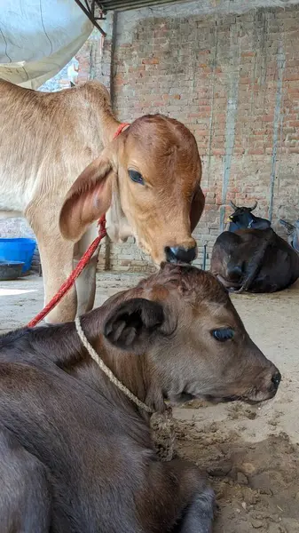 Diğer ineklerle çevrili bir yerde duran yavru bir inek..