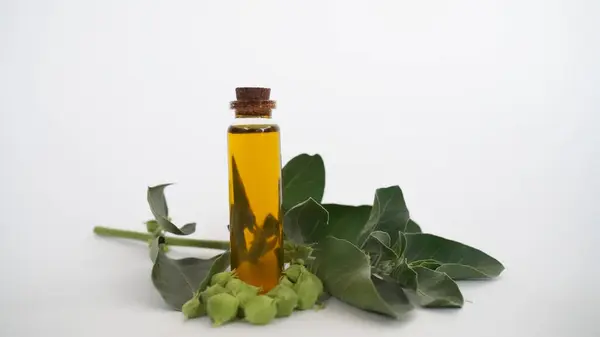 Ashwagandha Kuru Kök Şifalı Bitki ve Taze Yapraklar, Withania Somnifera, Ashwagandha, Indian Ginseng, Poison Gooseberry, veya Winter Cherry olarak da bilinir..