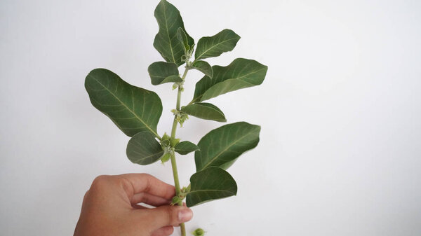 Ashwagandha Dry Root Medicinal Herb with Fresh Leaves, also known as Withania Somnifera, Ashwagandha, Indian Ginseng, Poison Gooseberry, or Winter Cherry.