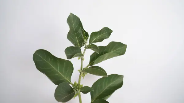 Ashwagandha Kuru Kök Şifalı Bitki ve Taze Yapraklar, Withania Somnifera, Ashwagandha, Indian Ginseng, Poison Gooseberry, veya Winter Cherry olarak da bilinir..