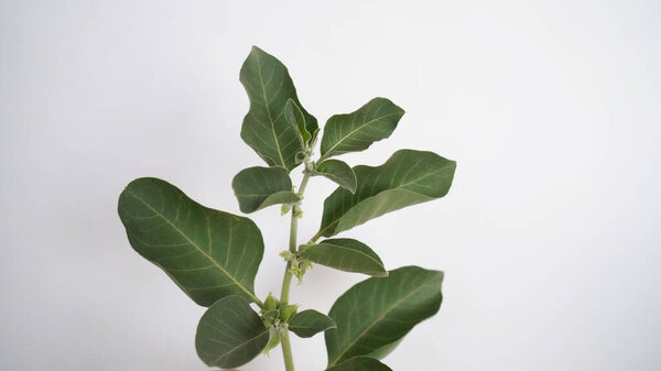 Ashwagandha Dry Root Medicinal Herb with Fresh Leaves, also known as Withania Somnifera, Ashwagandha, Indian Ginseng, Poison Gooseberry, or Winter Cherry.