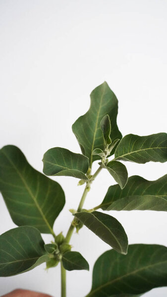 Ashwagandha Dry Root Medicinal Herb with Fresh Leaves, also known as Withania Somnifera, Ashwagandha, Indian Ginseng, Poison Gooseberry, or Winter Cherry.