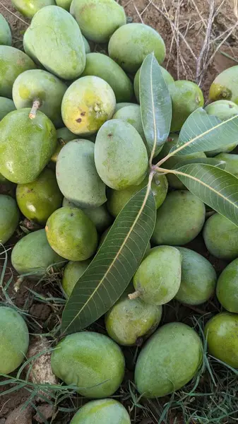 Yeşil mango dokusuna sahip Asya tropikal meyvesi