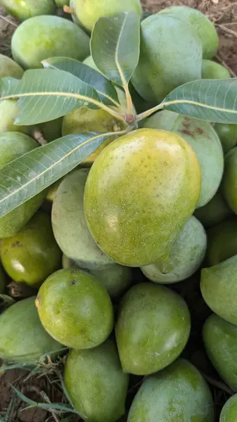 Yeşil mango dokusuna sahip Asya tropikal meyvesi