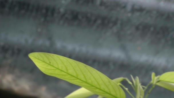 Ein Schmetterlingspaar Das Auf Pflanzenblumen Hockt Fliegt Davon Hochwertiges Filmmaterial — Stockvideo