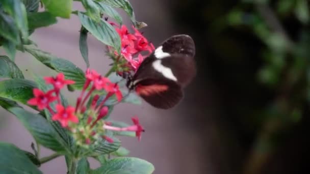 Schmetterling Der Auf Roten Blumen Hockt Fliegt Davon Hochwertiges Filmmaterial — Stockvideo