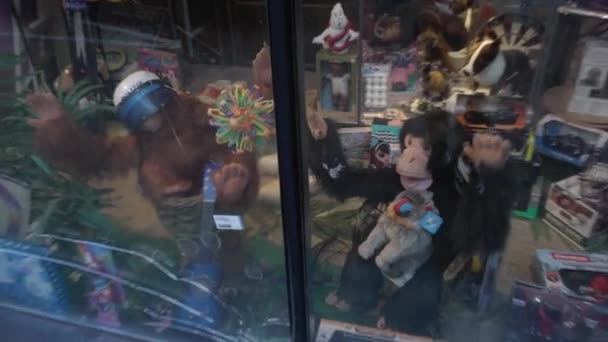 Monos Locos Extraño Escaparate Amsterdam Imágenes Alta Calidad — Vídeo de stock