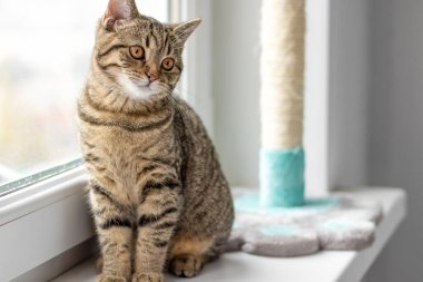 Pencerenin pervazında tekir kedi ya da kız sahibi kolları omuzlarında küçük kız hayvanlara sarılıyor. Veteriner veteriner kliniğinde boynunda steteskop olan korkmuş kedi.