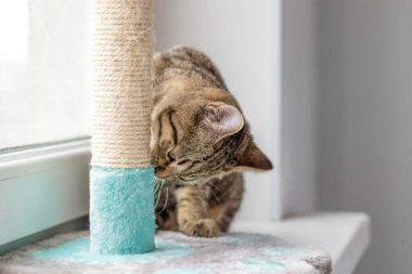Pencerenin pervazında tekir kedi ya da kız sahibi kolları omuzlarında küçük kız hayvanlara sarılıyor. Veteriner veteriner kliniğinde boynunda steteskop olan korkmuş kedi.