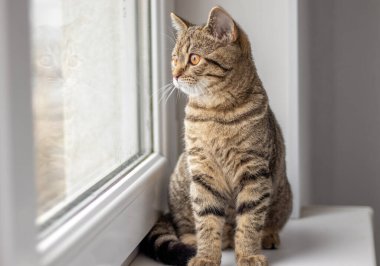 Pencerenin pervazında tekir kedi ya da kız sahibi kolları omuzlarında küçük kız hayvanlara sarılıyor. Veteriner veteriner kliniğinde boynunda steteskop olan korkmuş kedi.
