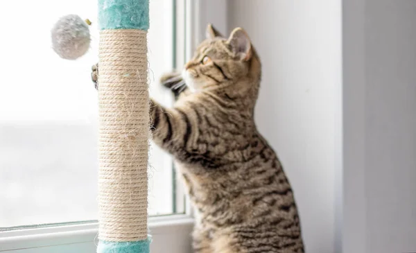 Pencerenin pervazında tekir kedi ya da kız sahibi kolları omuzlarında küçük kız hayvanlara sarılıyor. Veteriner veteriner kliniğinde boynunda steteskop olan korkmuş kedi.