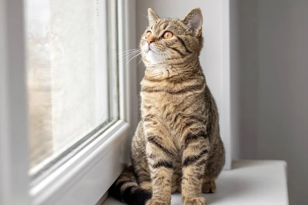 Pencerenin pervazında tekir kedi ya da kız sahibi kolları omuzlarında küçük kız hayvanlara sarılıyor. Veteriner veteriner kliniğinde boynunda steteskop olan korkmuş kedi.